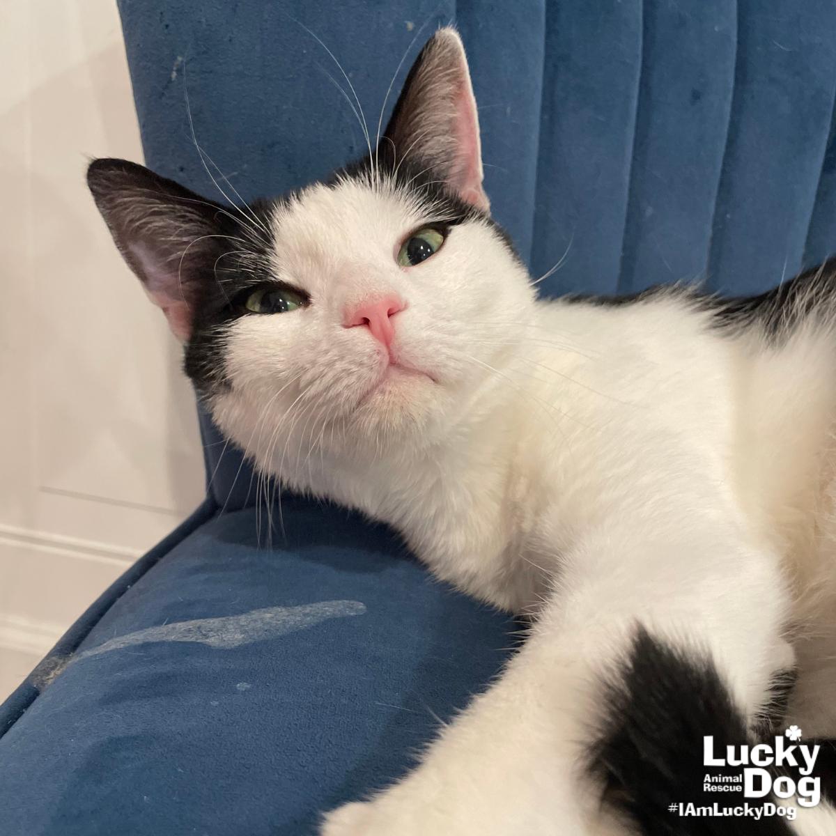 Inbox, Adoptable, Adult Female Domestic Short Hair.