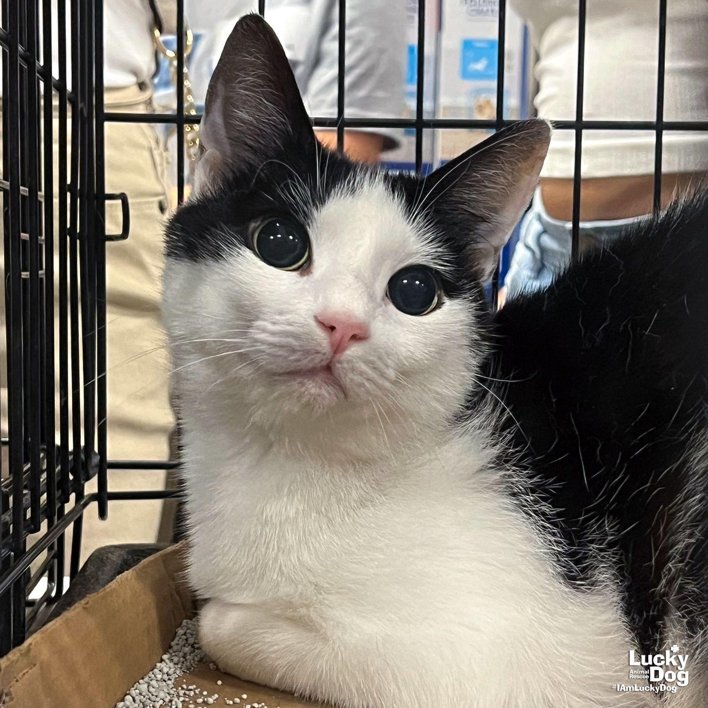 Inbox, Adoptable, Adult Female Domestic Short Hair.