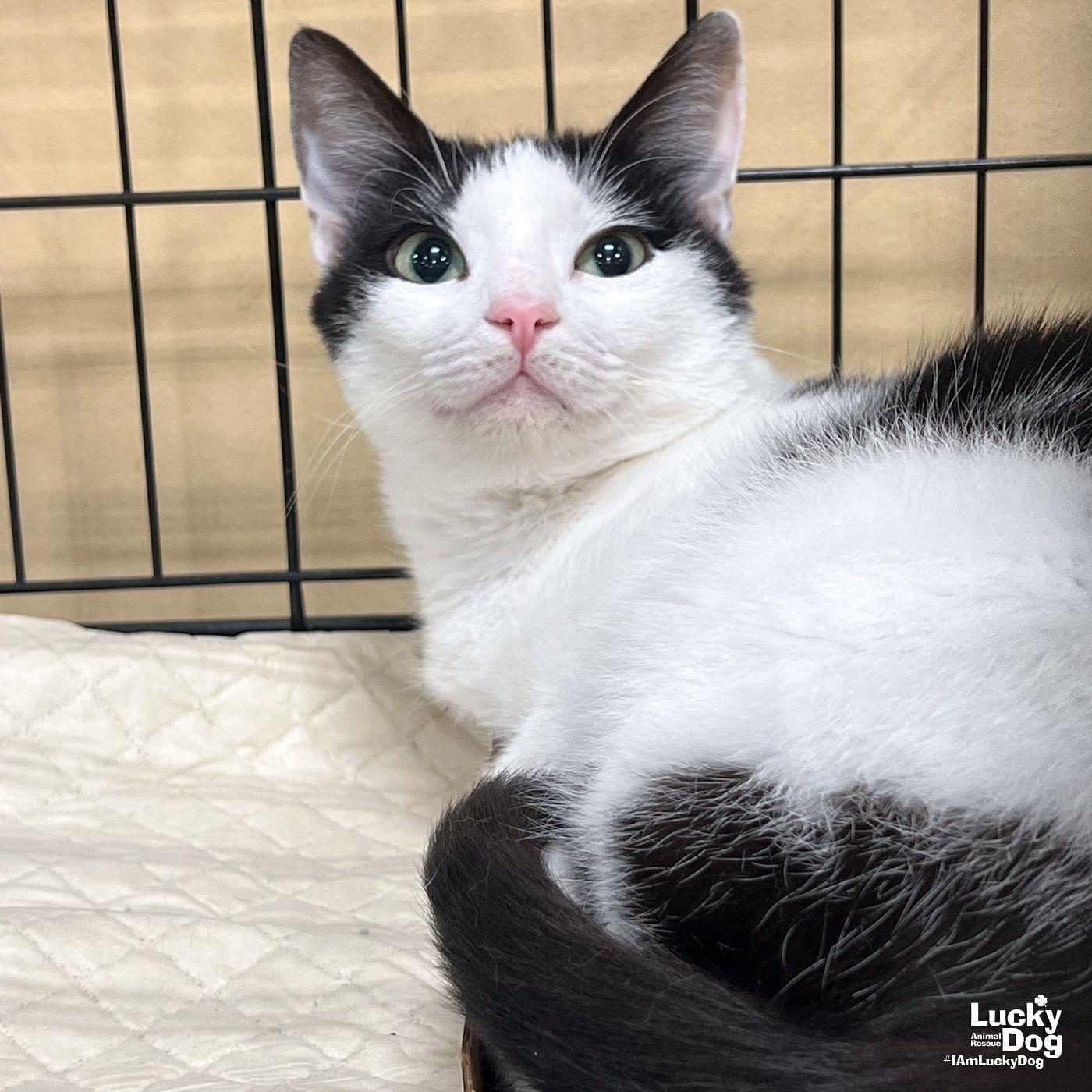 Enlarge Inbox, a Adopted Domestic Short Hair in Washington, DC image 3/3