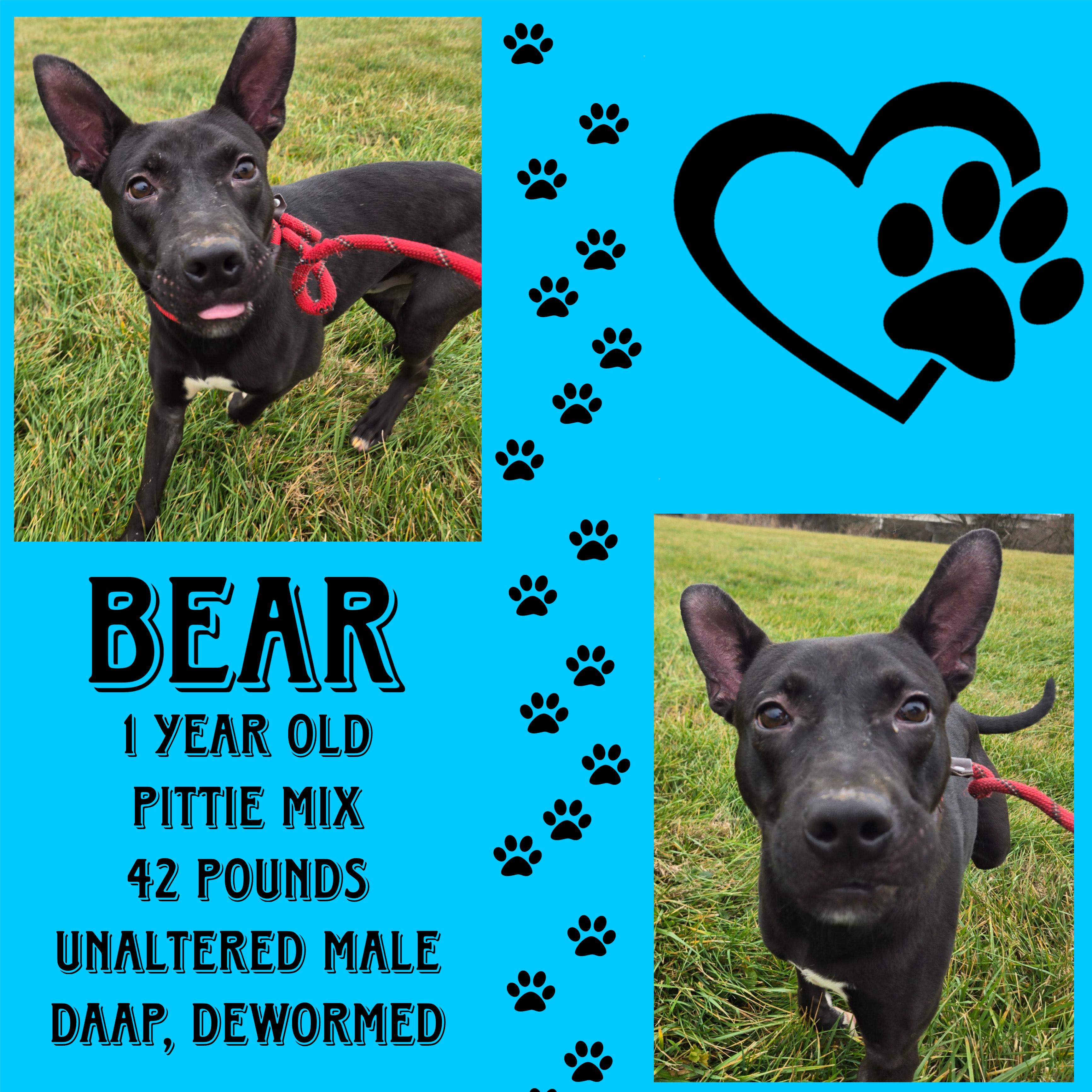 Bear, ADOPTABLE, Young Male Pit Bull Terrier.