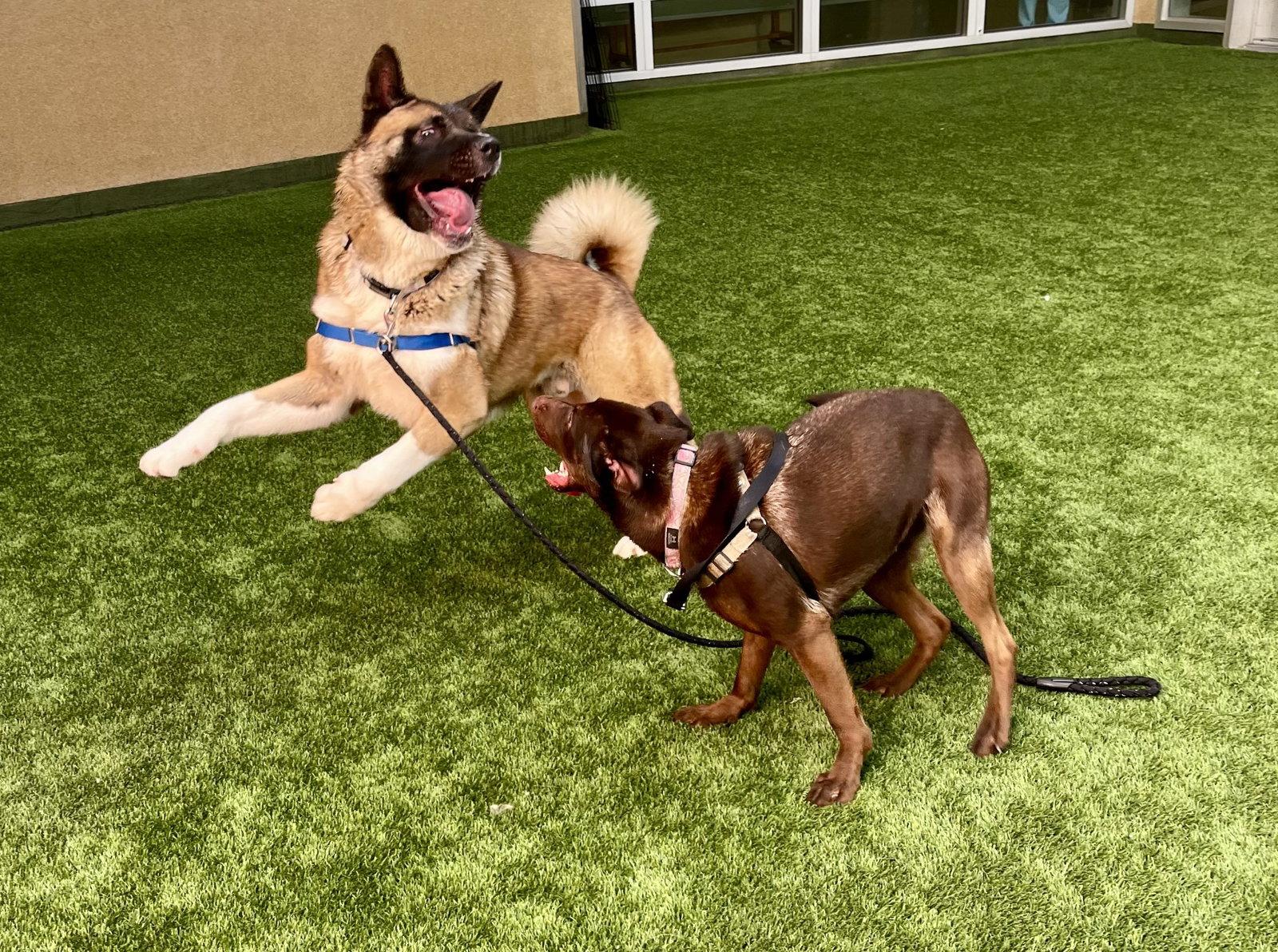 Duffy, Adopted, Adult Male Akita.