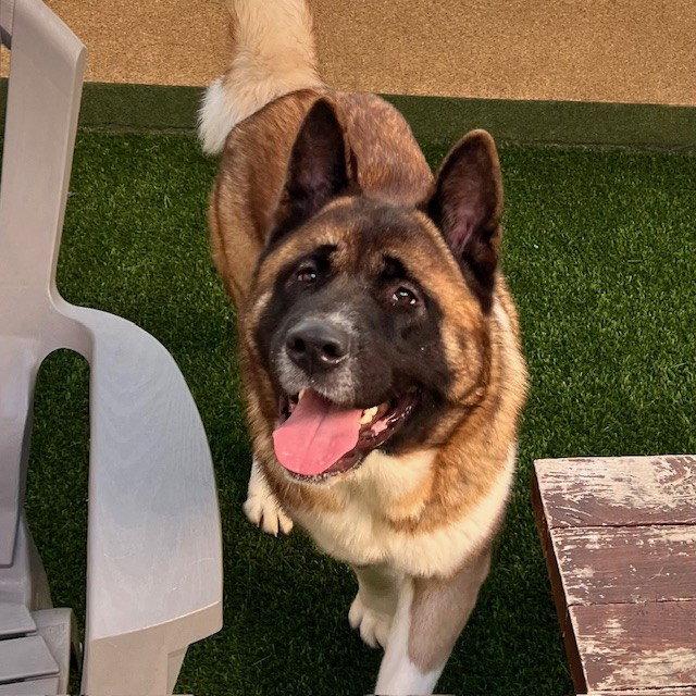 Enlarge Duffy, a Adopted Akita in Burlingame, CA image 2/3