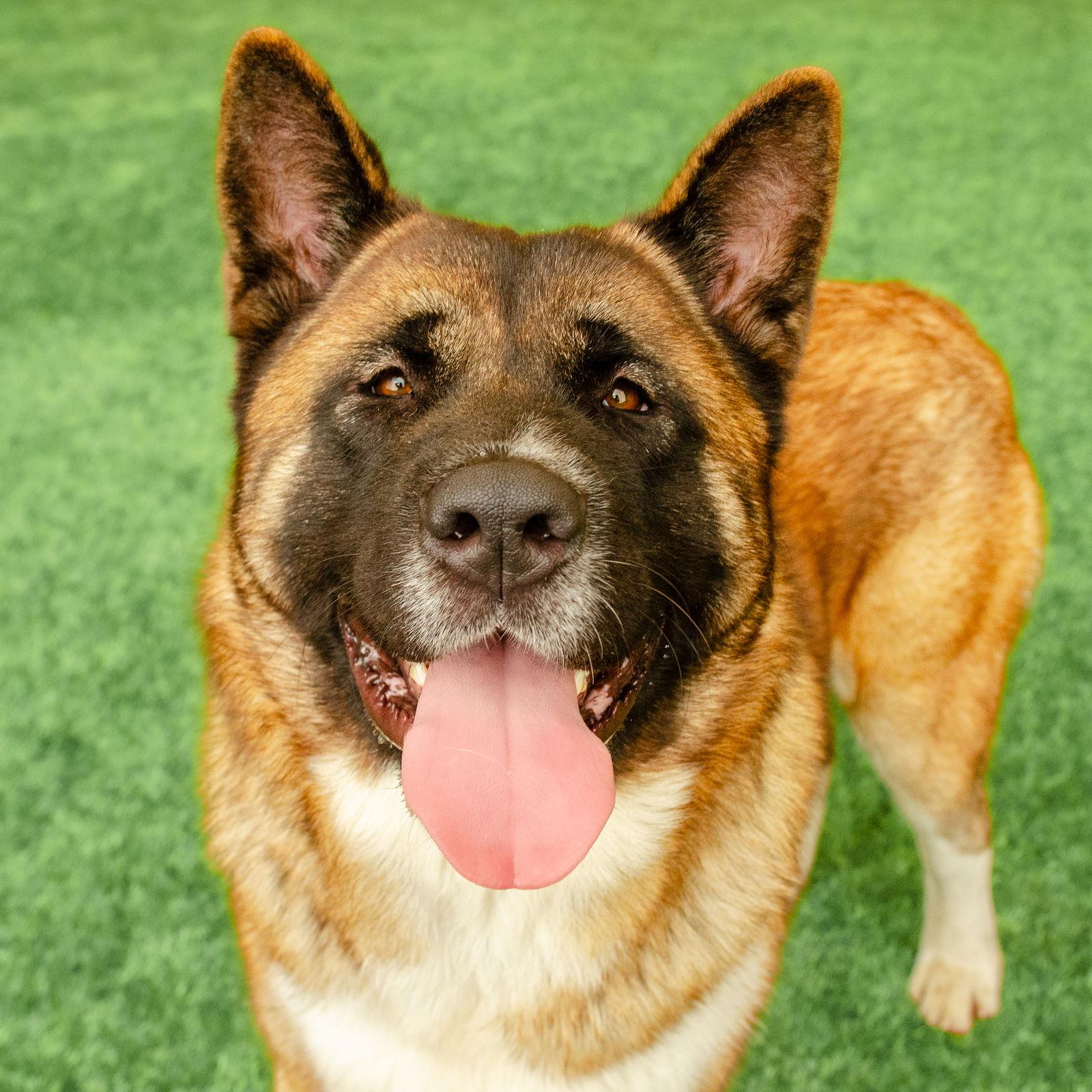 Enlarge Duffy, a Adopted Akita in Burlingame, CA image 3/3