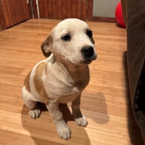 Enlarge Maple, an adopted mixed breed in Copper Hill, VA image 2/3