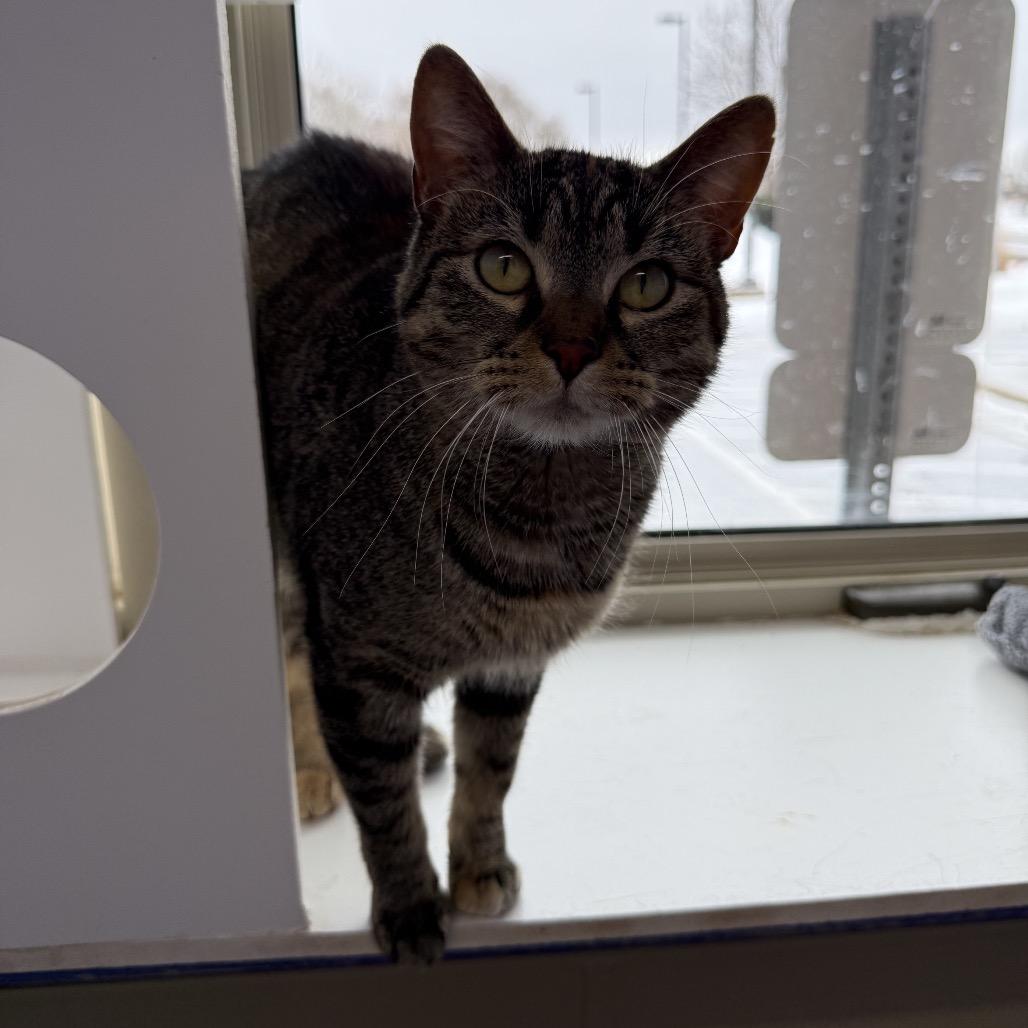 Enlarge Camille Mikaelson, a Adoptable Domestic Short Hair in Mankato, MN image 1/4