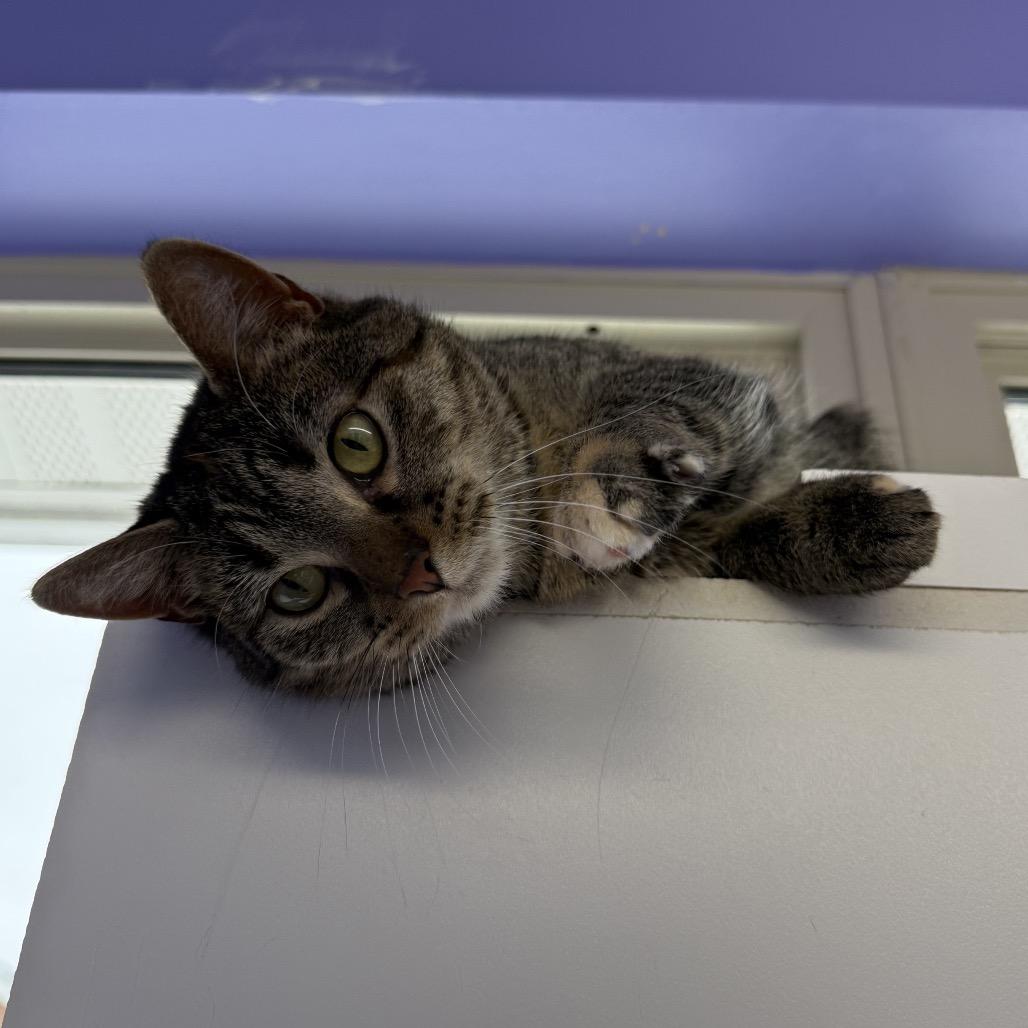 Enlarge Camille Mikaelson, a Adoptable Domestic Short Hair in Mankato, MN image 2/4