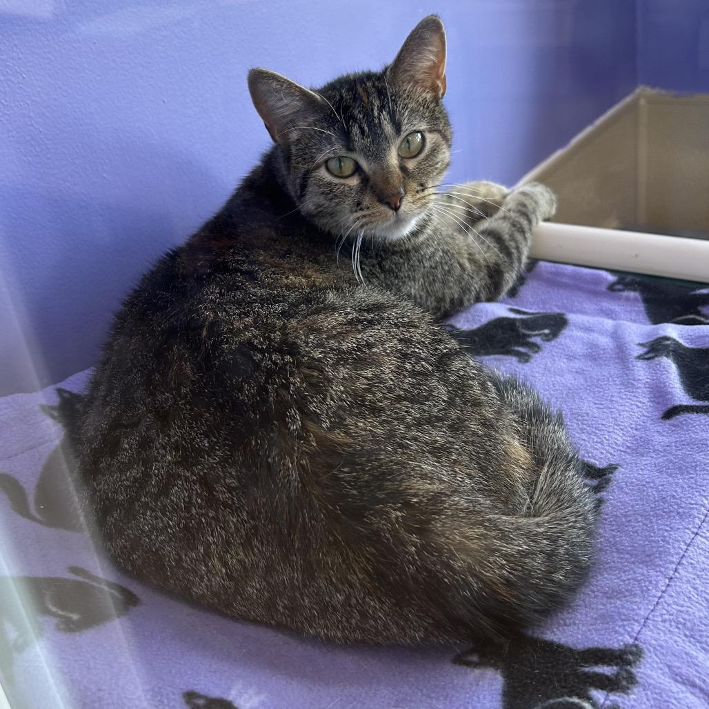 Camille Mikaelson, a Adoptable Domestic Short Hair in Mankato, MN image 1/4