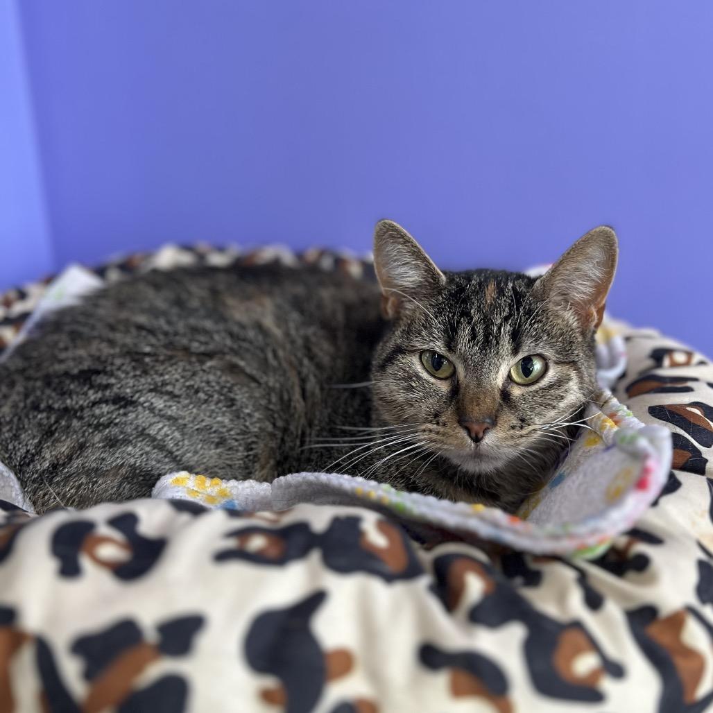 Camille Mikaelson, a Adoptable Domestic Short Hair in Mankato, MN image 2/4