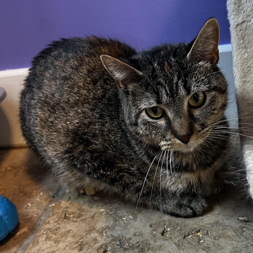 Camille Mikaelson, a Adoptable Domestic Short Hair in Mankato, MN image 3/4