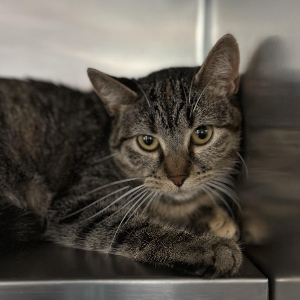 Camille Mikaelson, a Adoptable Domestic Short Hair in Mankato, MN image 4/4