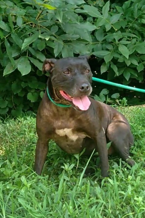 Enlarge Lexie, a Adoptable mixed breed in Westminster, SC image 1/6