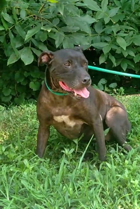 Enlarge Lexie, a Adoptable mixed breed in Westminster, SC image 2/6