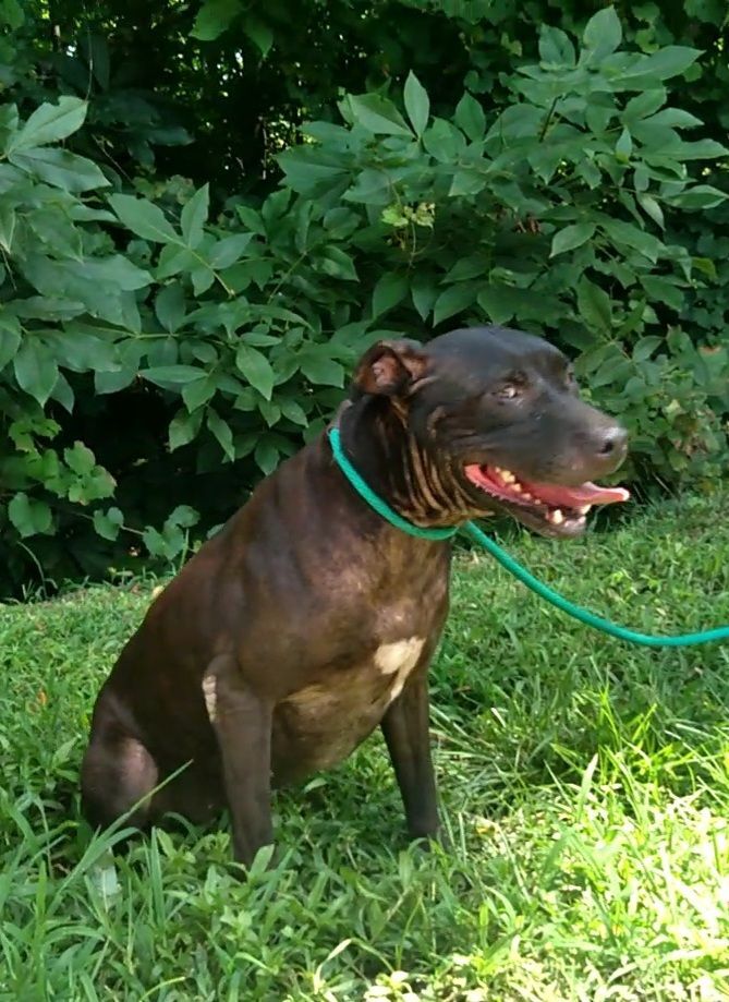 Enlarge Lexie, a Adoptable mixed breed in Westminster, SC image 3/6