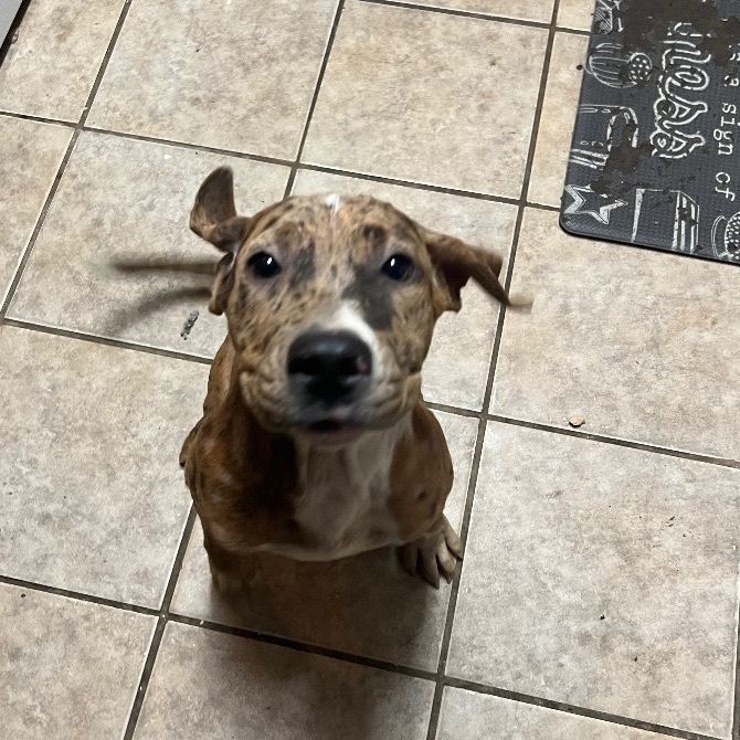 Freckles, Adopted, Puppy Female Catahoula Leopard Dog.