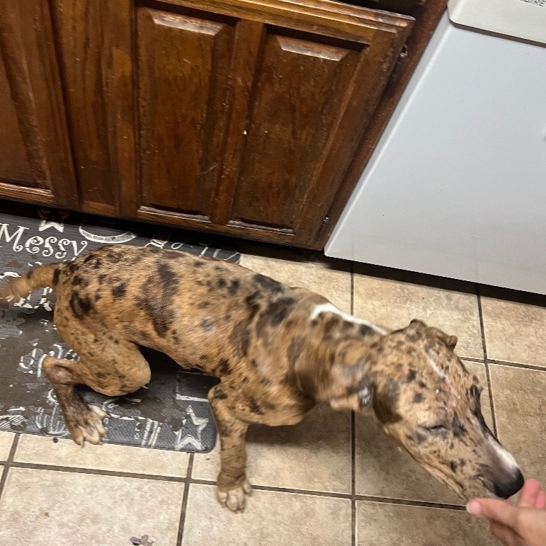 Freckles, a Adopted Catahoula Leopard Dog in Brookeville, MD image 2/3