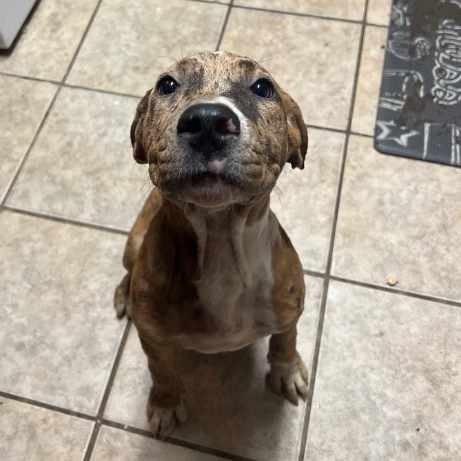 Freckles, a Adopted Catahoula Leopard Dog in Brookeville, MD image 3/3