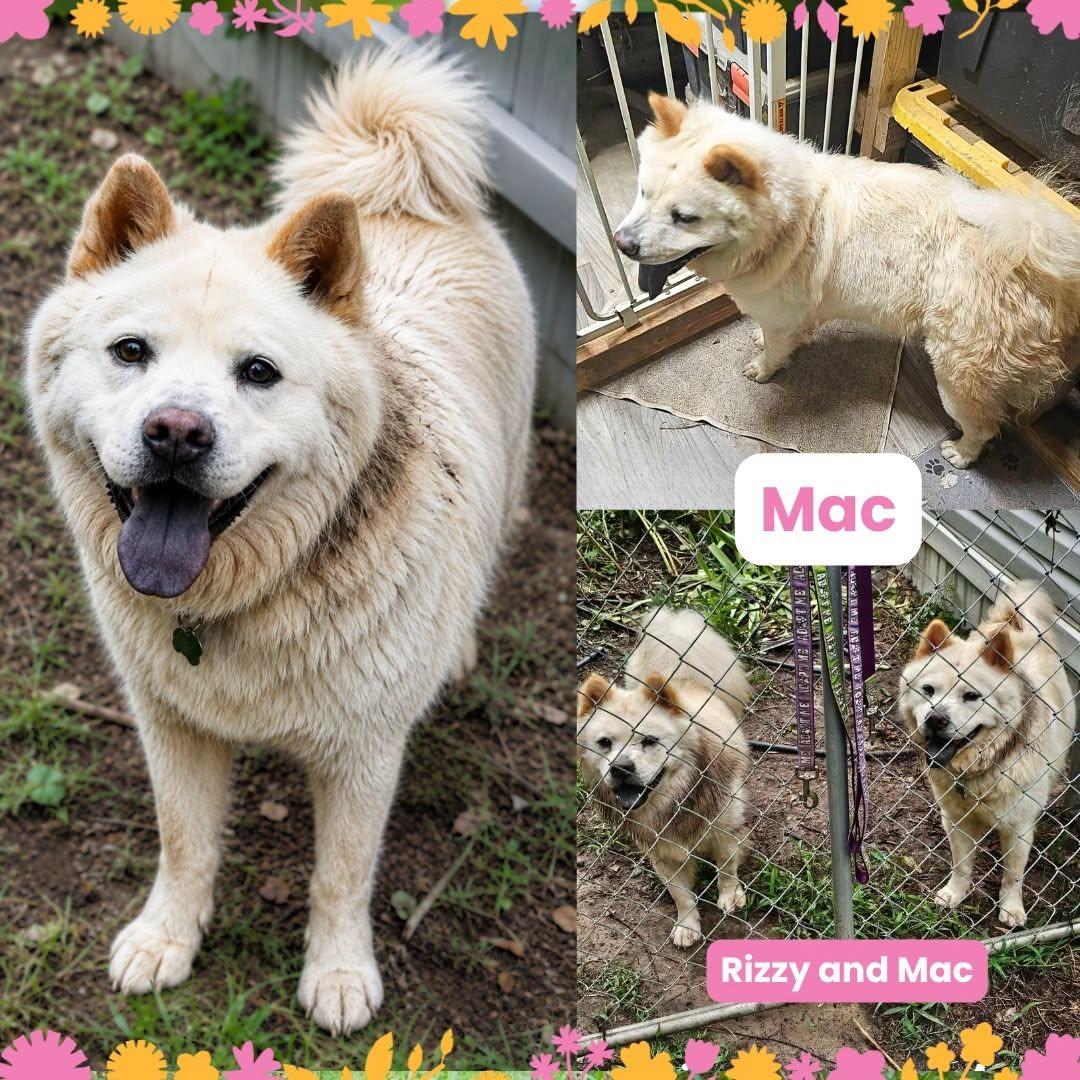 Fleetwood, Adoptable, Adult Female Chow Chow.
