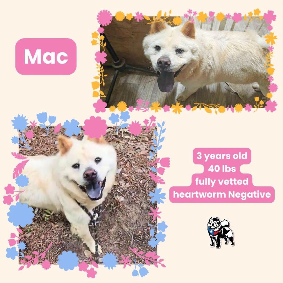 Enlarge Fleetwood, a Adoptable Chow Chow in Houston, TX image 2/2