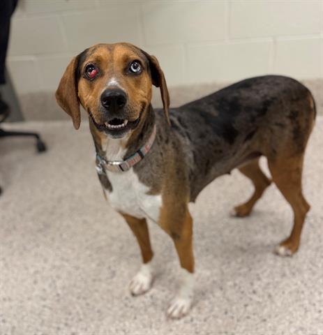 LADY, Adoptable, Adult Female Catahoula Leopard Dog.