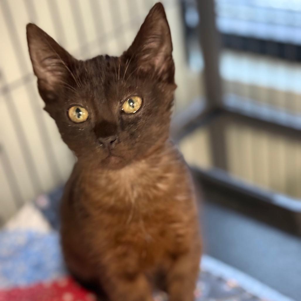 Mocha, Adoptable, Kitten Female Domestic Short Hair.