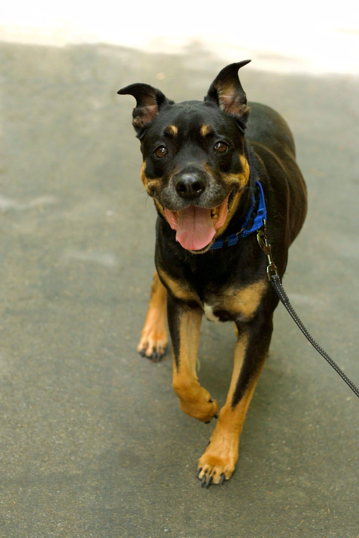 Enlarge Ollie, a ADOPTABLE mixed breed in Mountain City, TN image 3/4