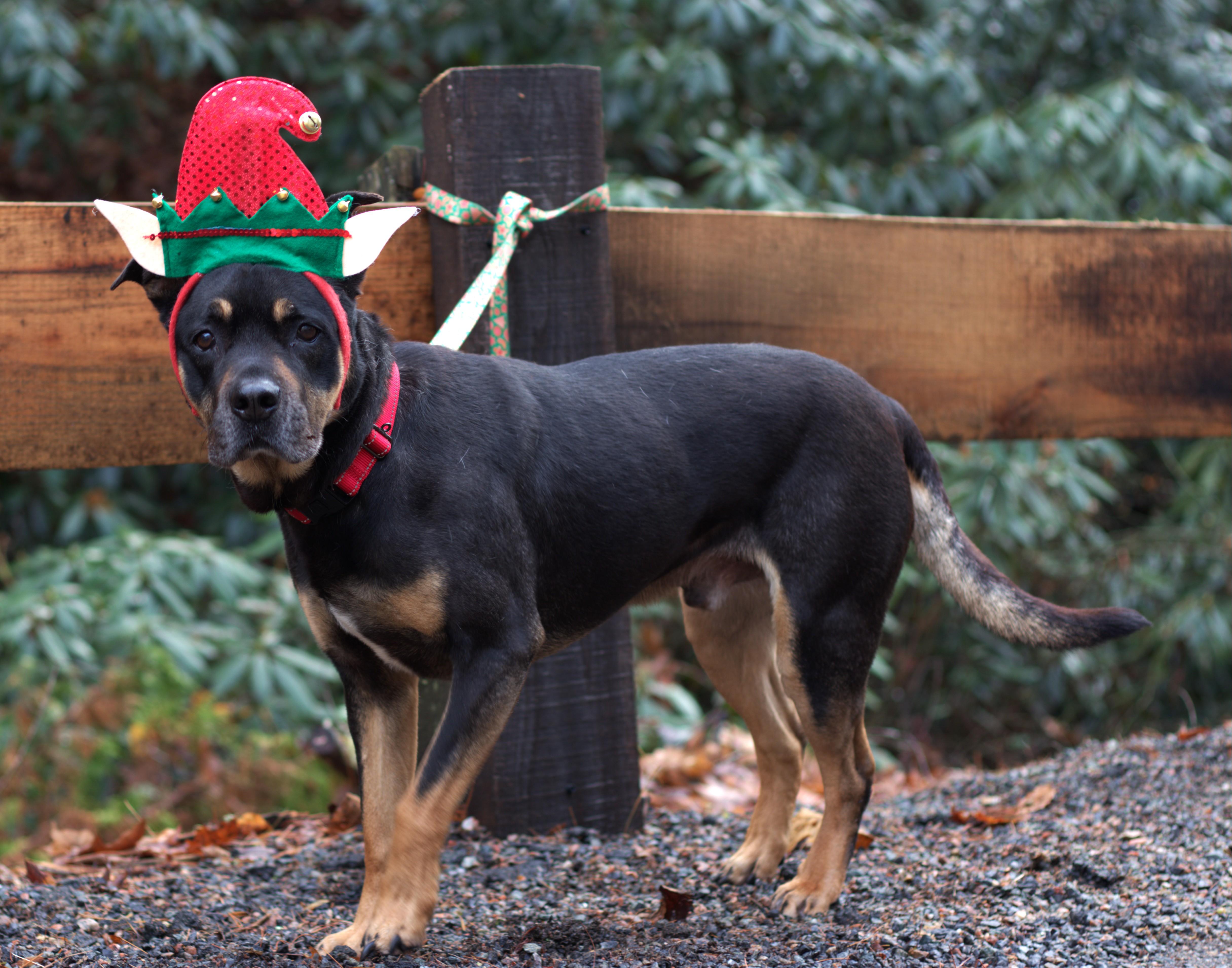 Enlarge Ollie, a ADOPTABLE mixed breed in Mountain City, TN image 2/4