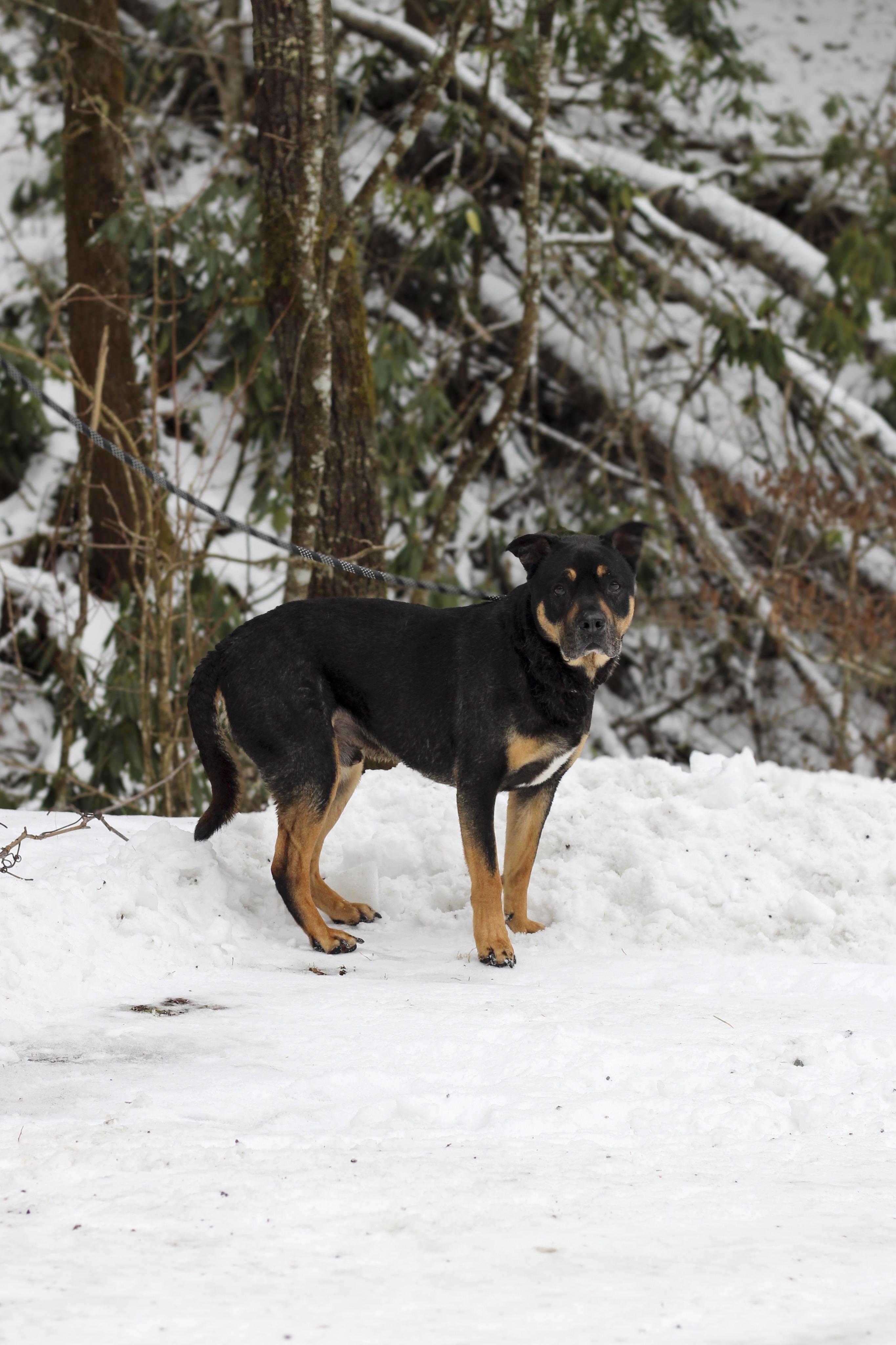 Enlarge Ollie, a ADOPTABLE mixed breed in Mountain City, TN image 4/4