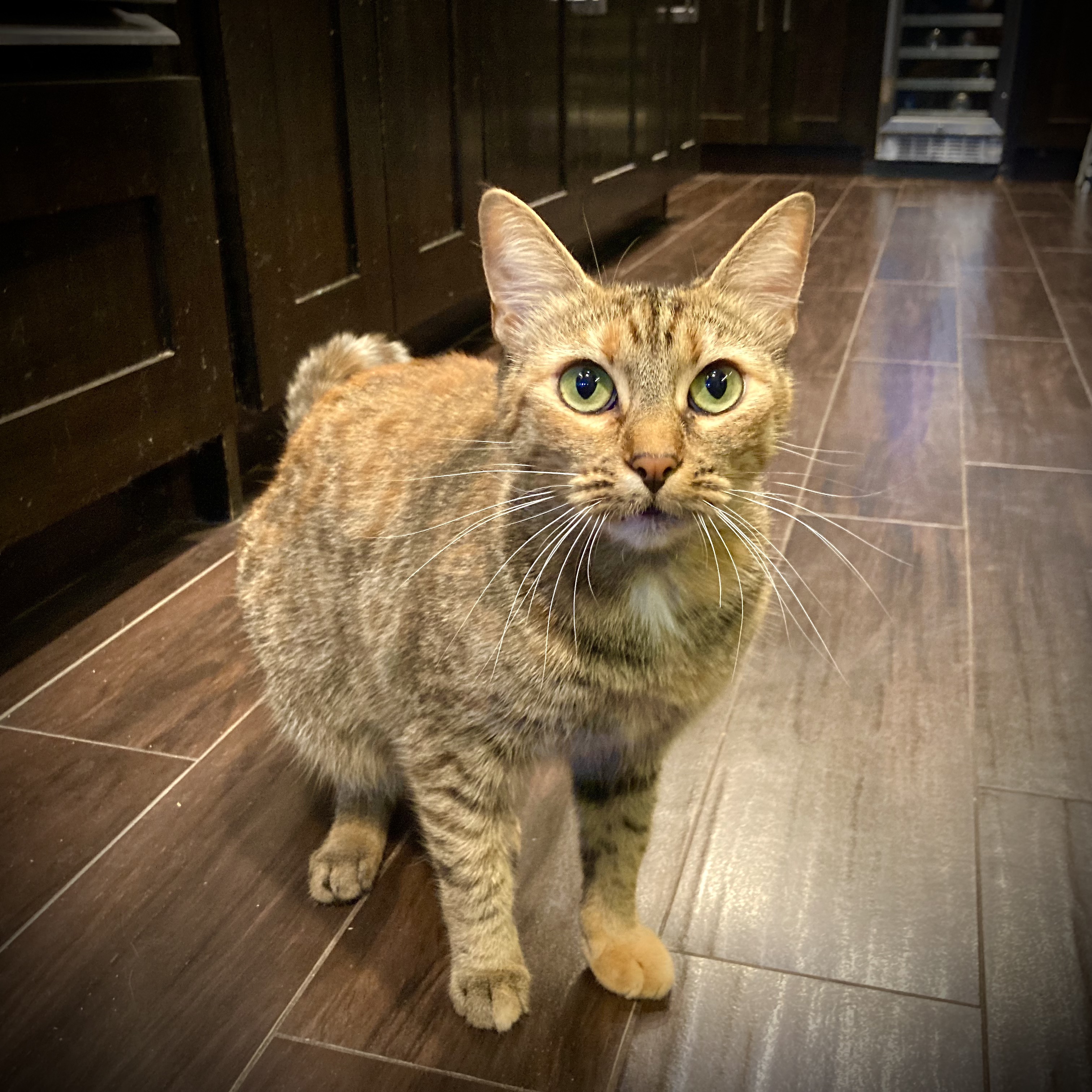 Muffin, a Adoptable mixed breed in Torrance, CA image 6/6