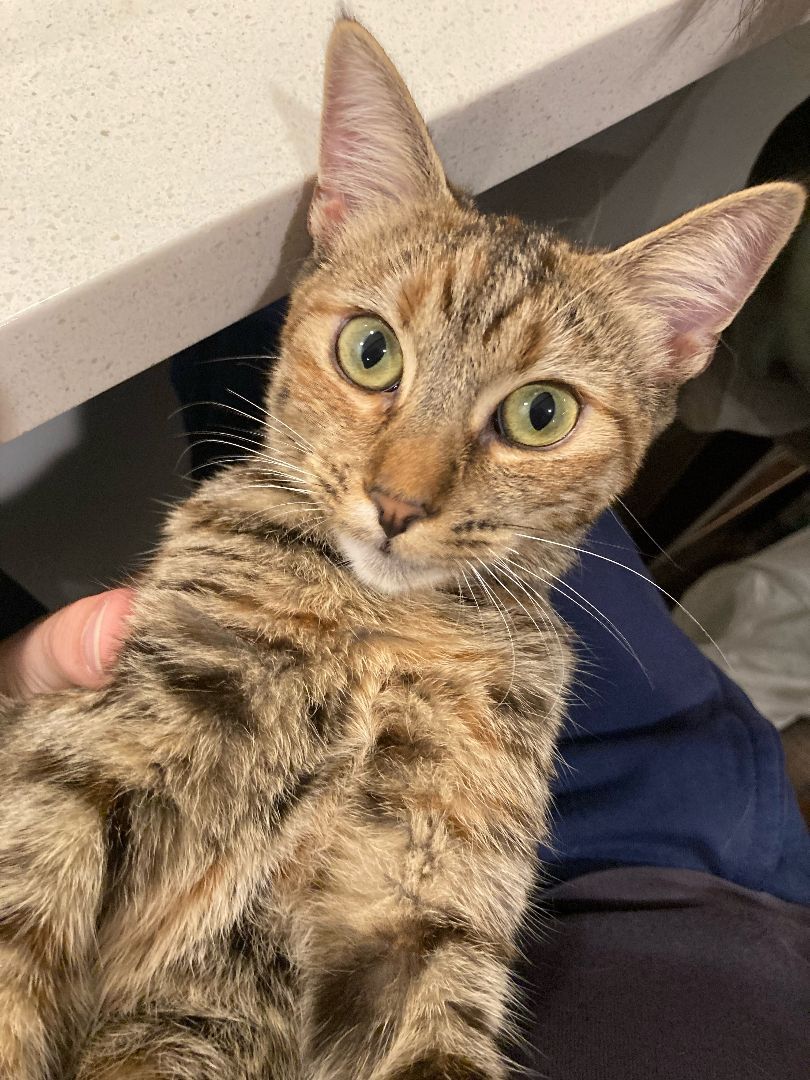 Muffin, a Adoptable mixed breed in Torrance, CA image 4/6