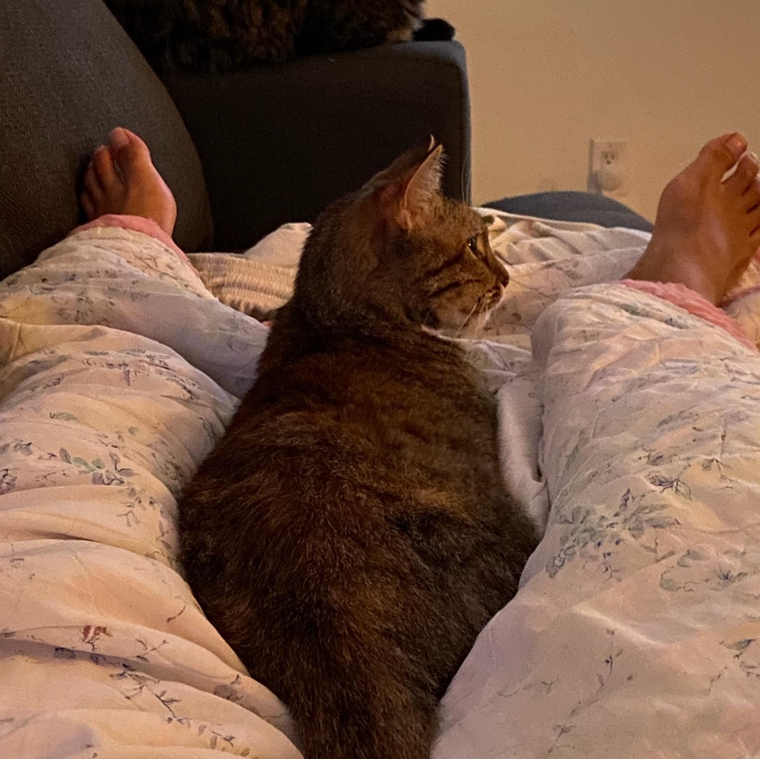 Muffin, a Adoptable mixed breed in Torrance, CA image 3/6