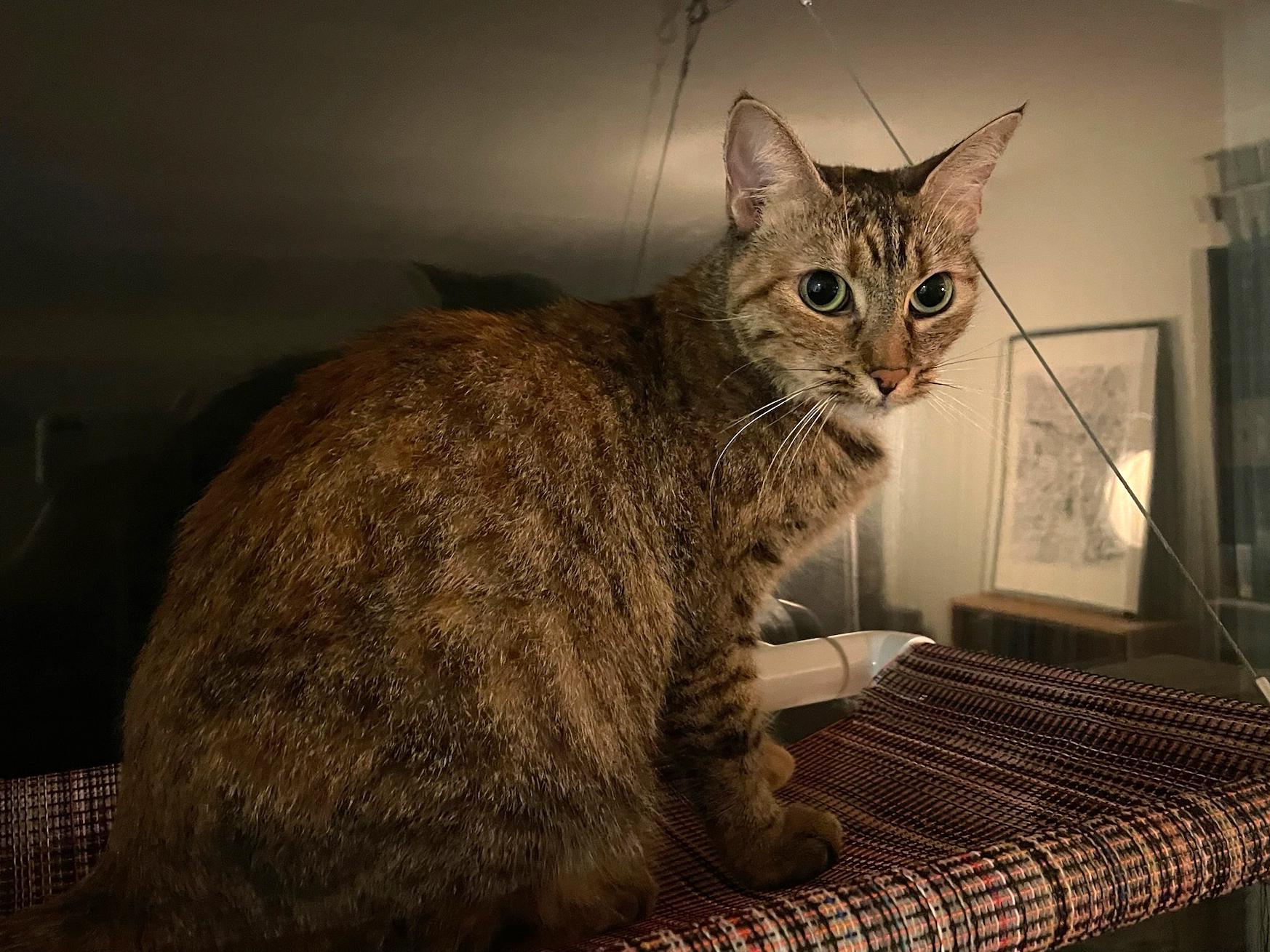 Muffin, a Adoptable mixed breed in Torrance, CA image 5/6