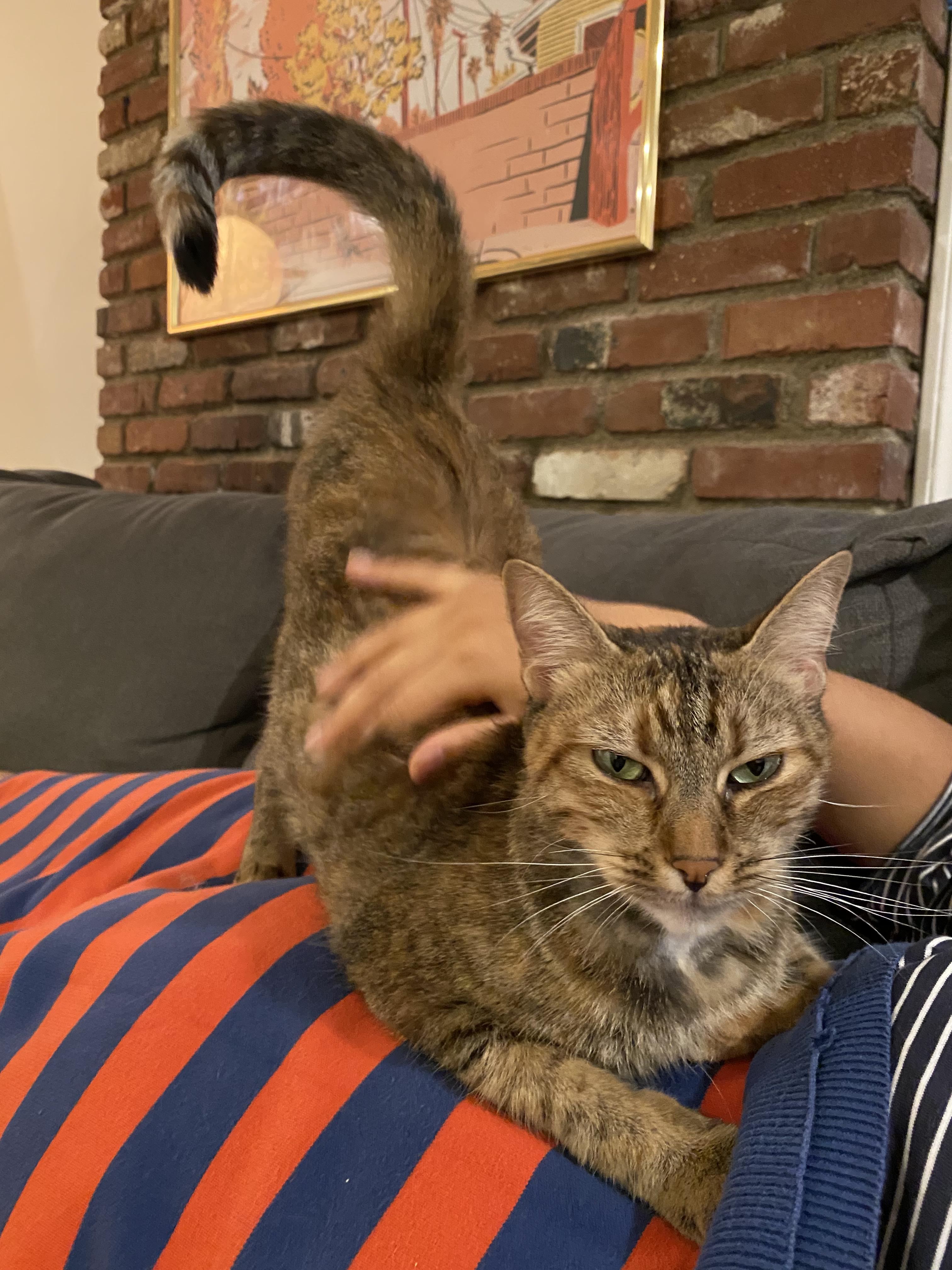 Muffin, Adoptable, Young Female Tabby & Domestic Short Hair.