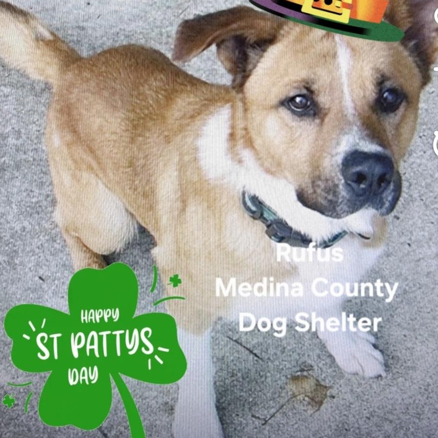 Enlarge Rufus, a Adoptable mixed breed in Medina, OH image 1/5