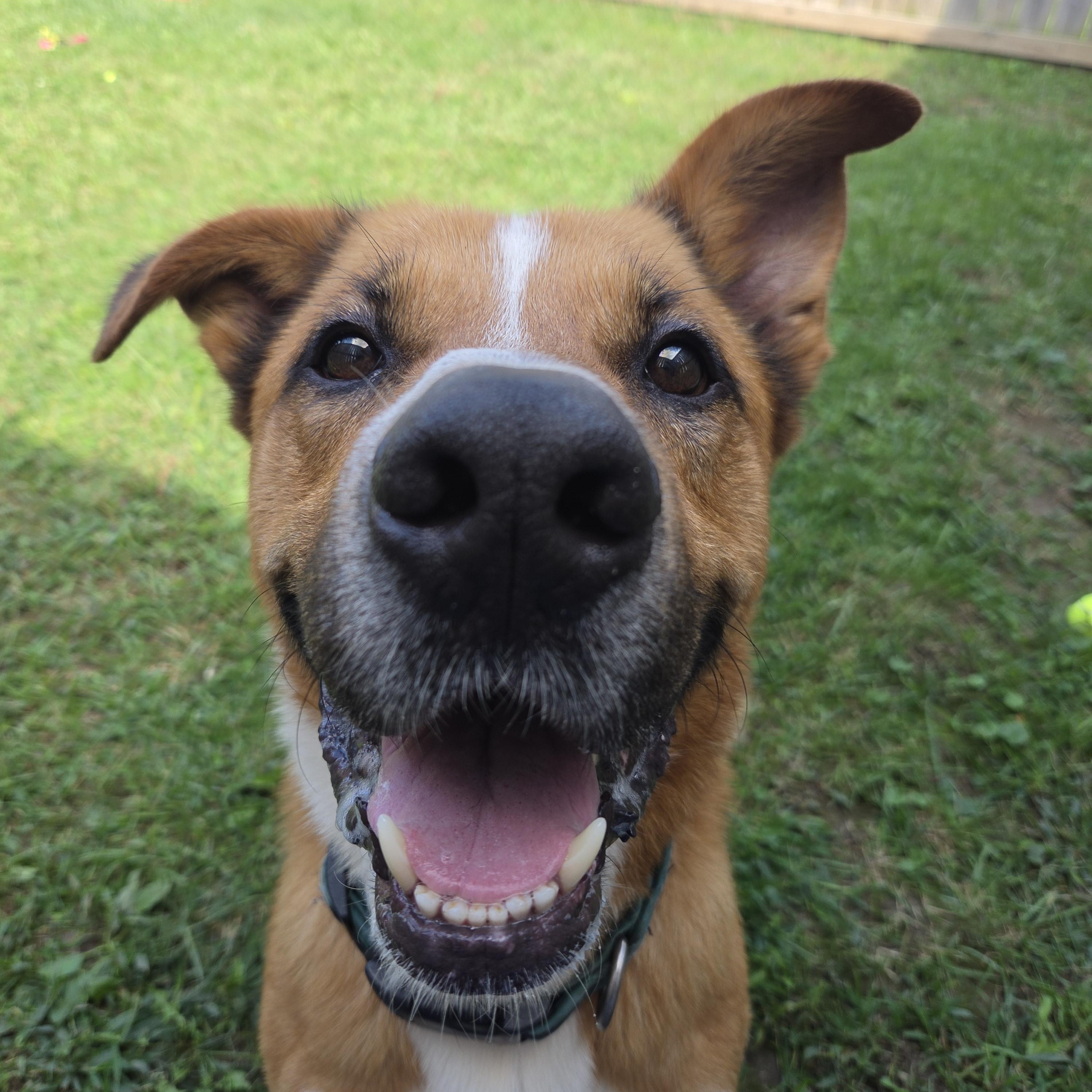 Enlarge Rufus, a Adoptable mixed breed in Medina, OH image 2/6