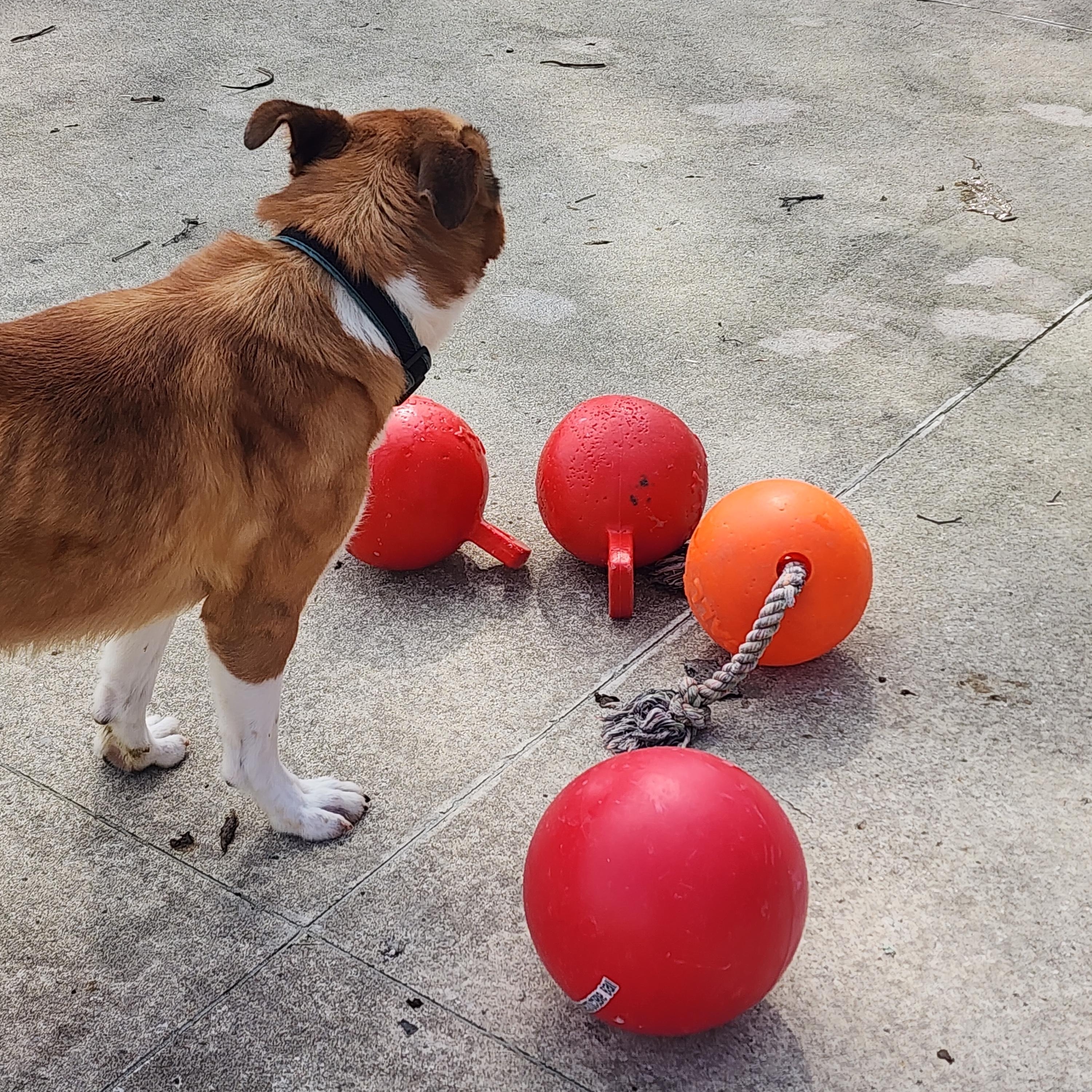Enlarge Rufus, a Adoptable mixed breed in Medina, OH image 5/5