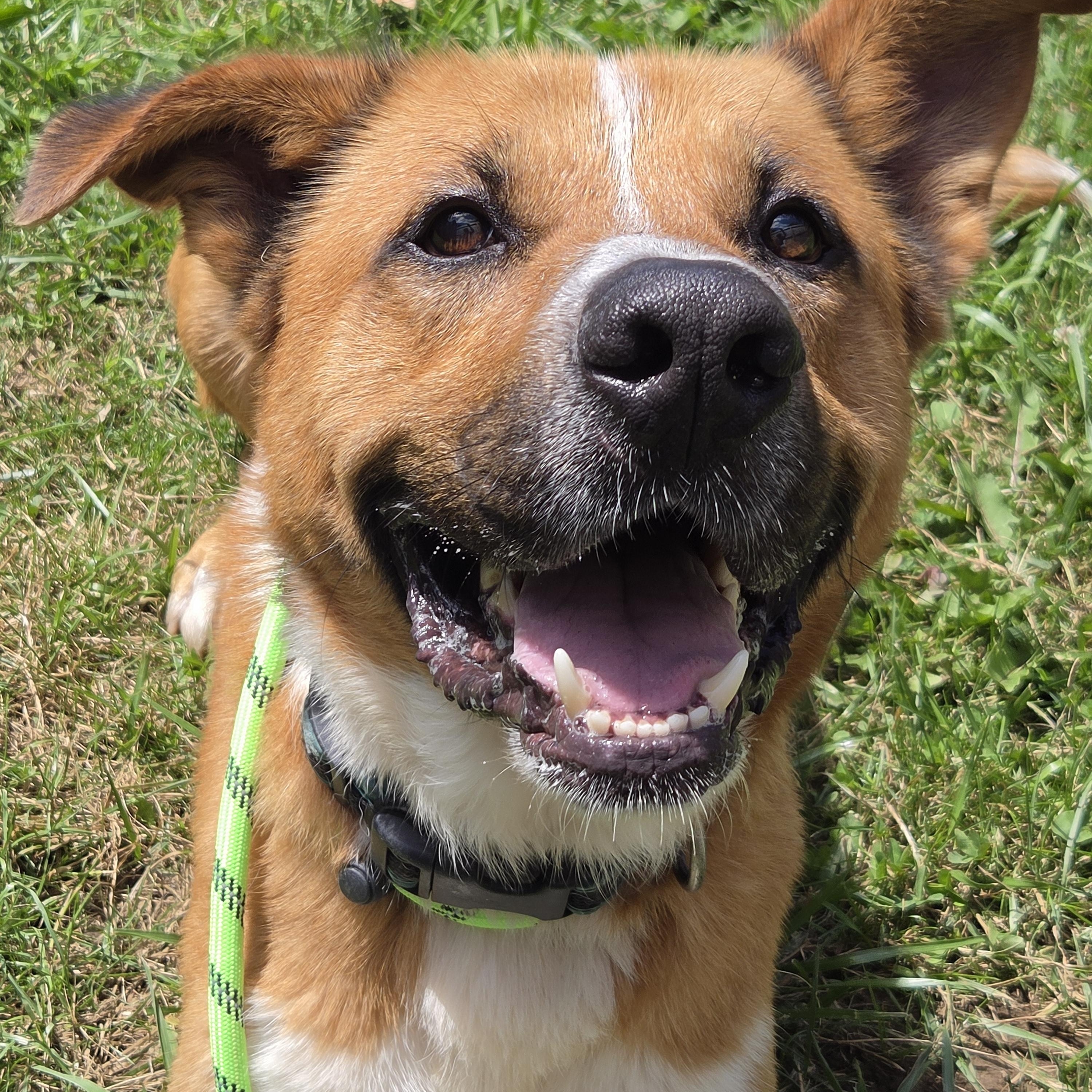 Rufus, Adoptable, Adult Male Shepherd & Saint Bernard.