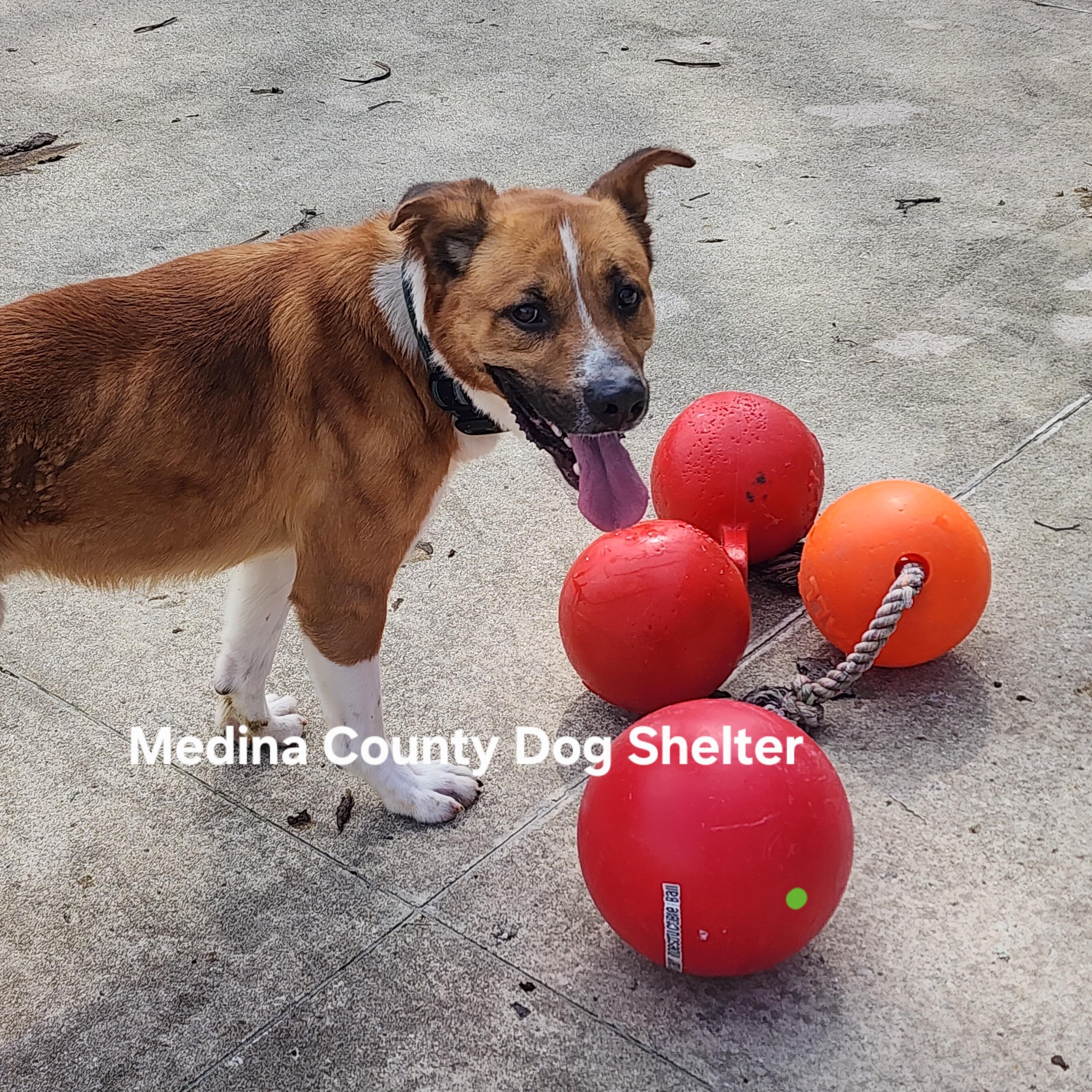 Enlarge Rufus, a Adoptable mixed breed in Medina, OH image 3/5