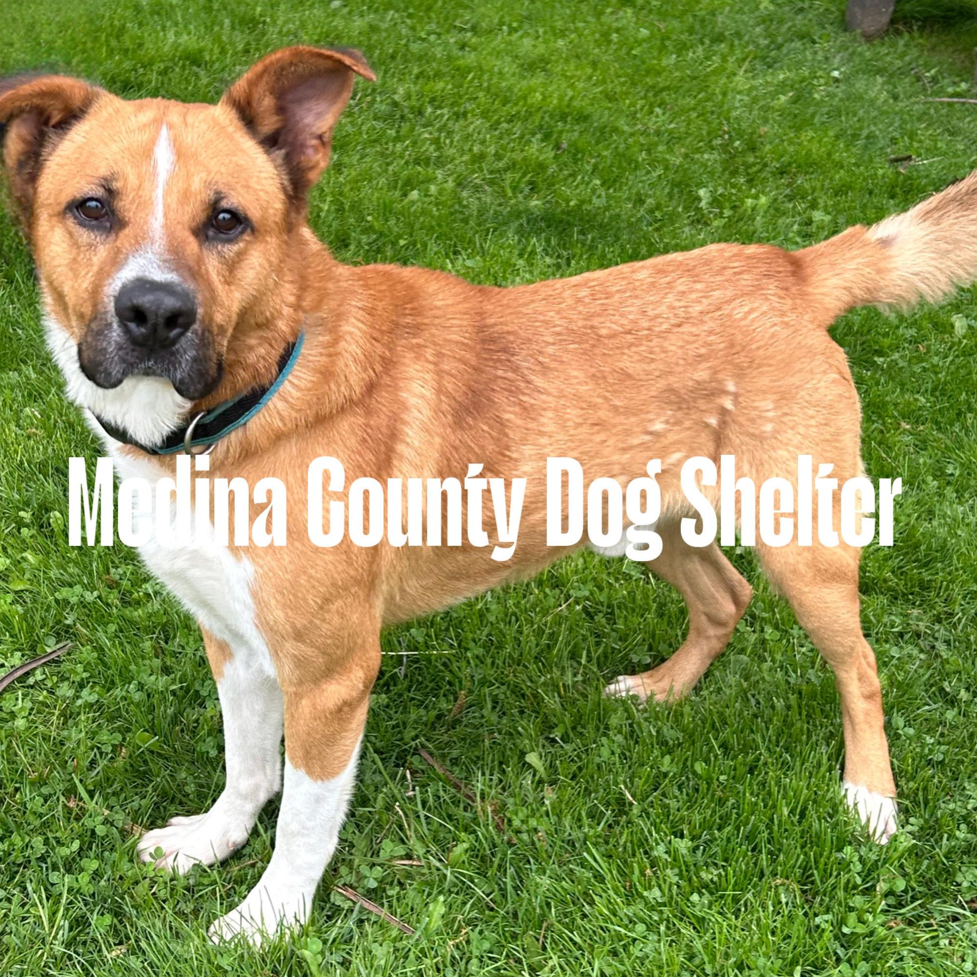Rufus, a Adoptable mixed breed in Medina, OH image 5/5