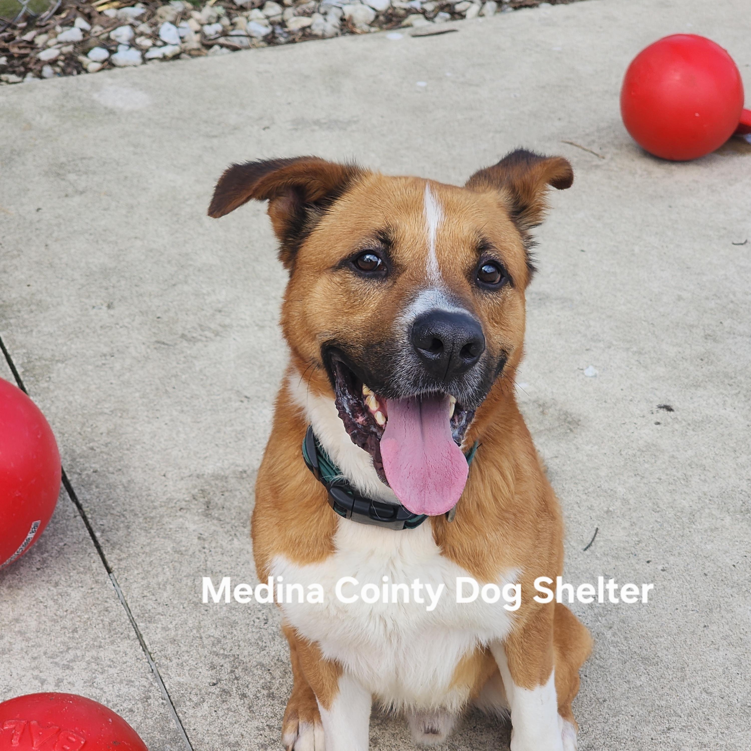 Enlarge Rufus, a Adoptable mixed breed in Medina, OH image 1/5