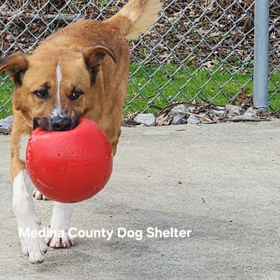 Enlarge Rufus, a Adoptable mixed breed in Medina, OH image 4/5