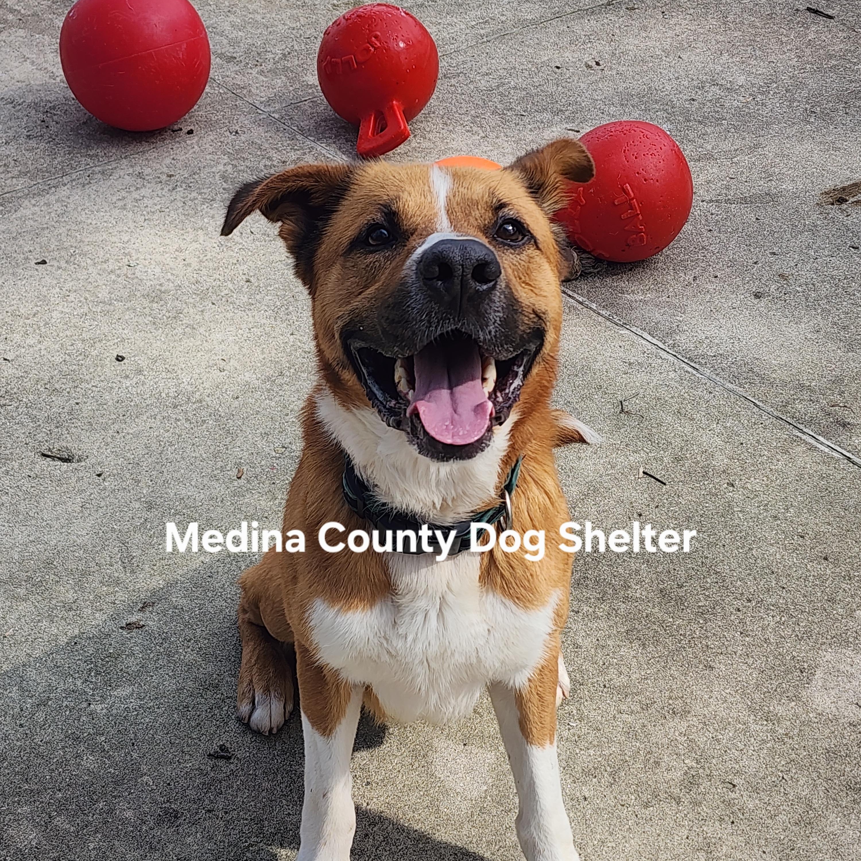 Enlarge Rufus, a Adoptable mixed breed in Medina, OH image 2/5