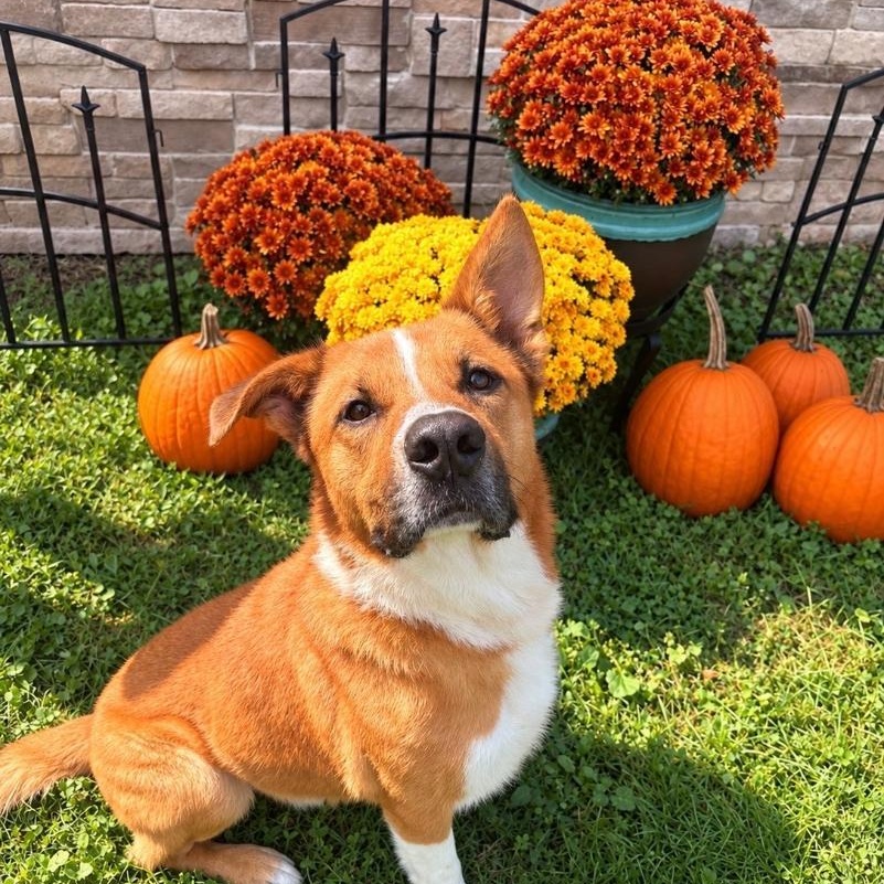 Enlarge Rufus, a Adoptable mixed breed in Medina, OH image 1/6