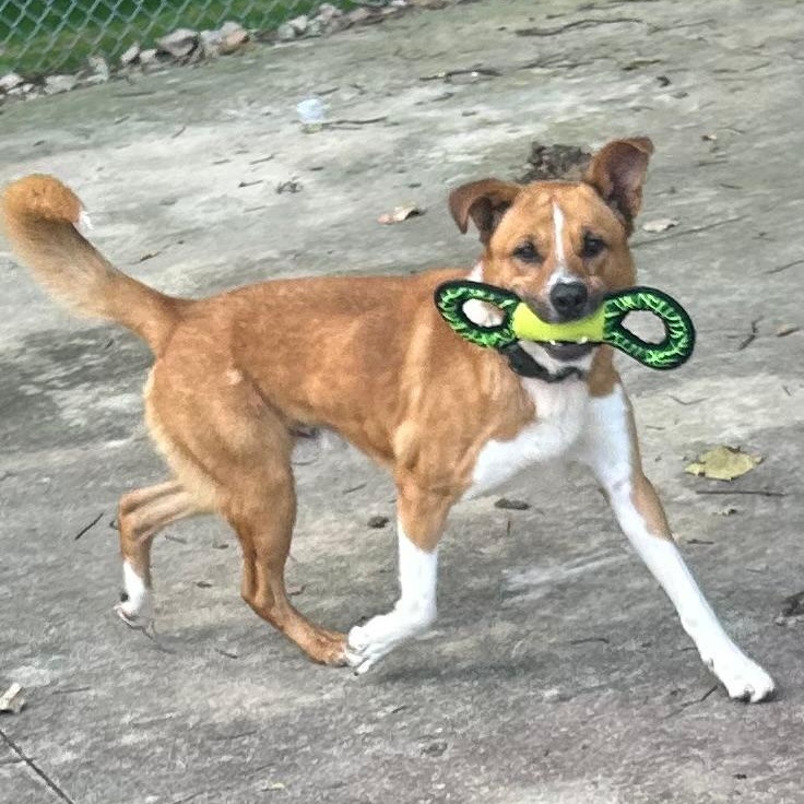 Rufus, a Adoptable mixed breed in Medina, OH image 1/5