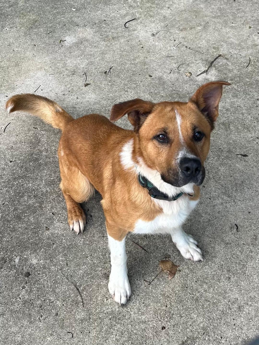 Rufus, a Adoptable mixed breed in Medina, OH image 2/5