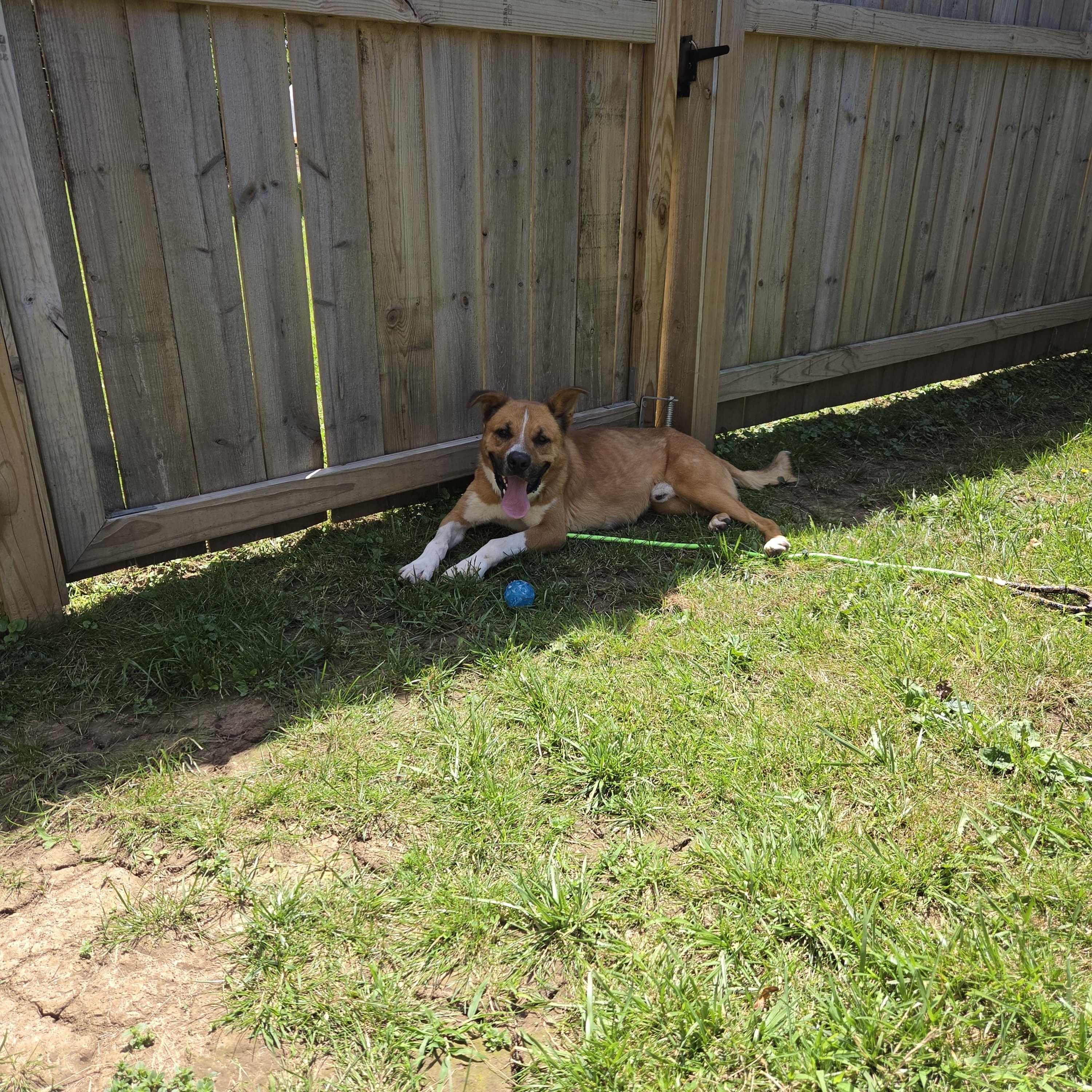 Enlarge Rufus, a Adoptable mixed breed in Medina, OH image 6/6