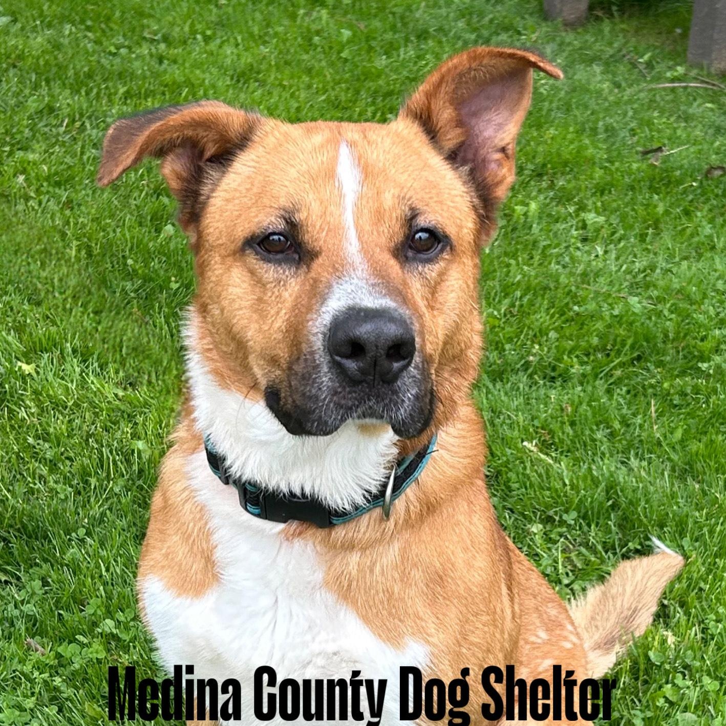 Rufus, a Adoptable mixed breed in Medina, OH image 4/5