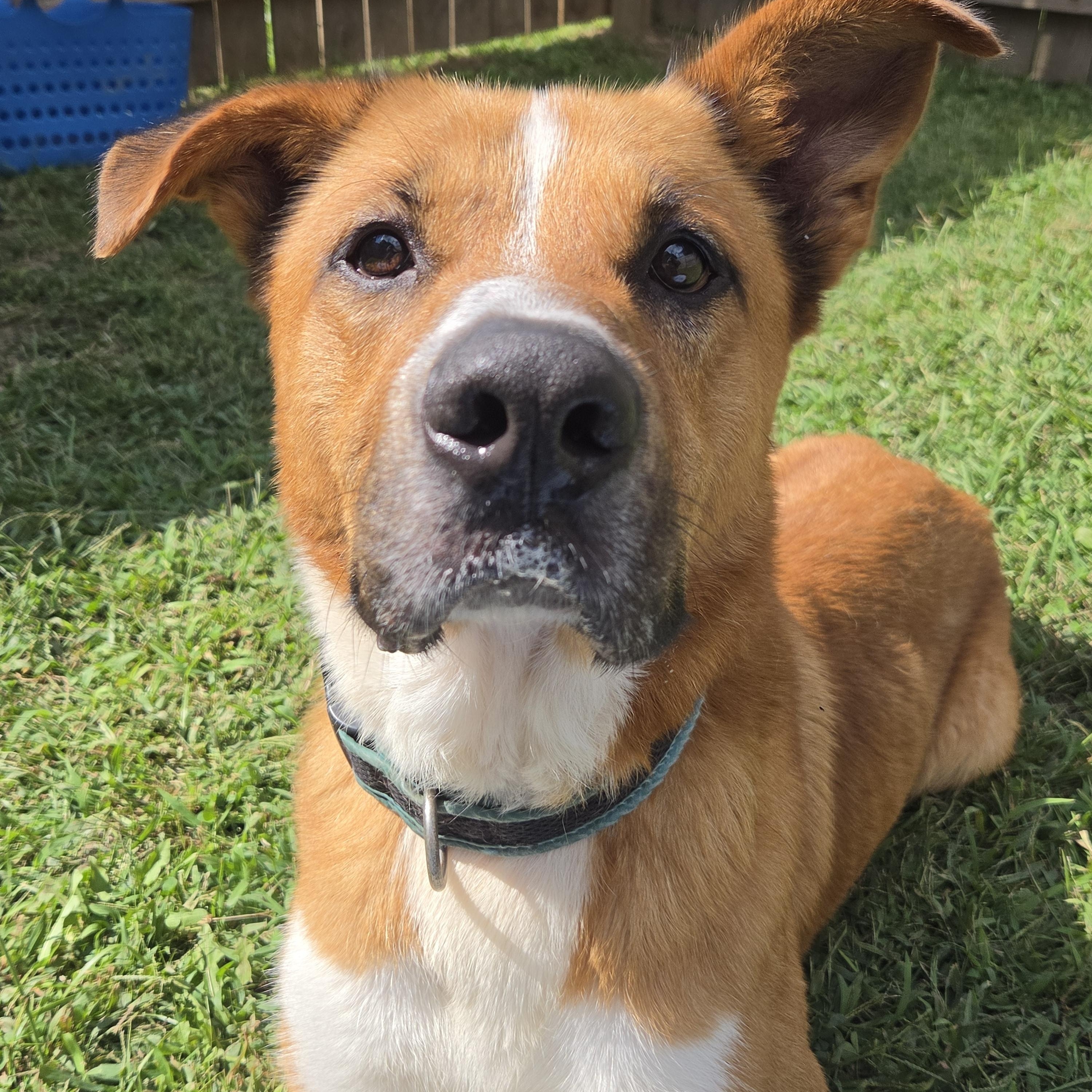 Enlarge Rufus, a Adoptable mixed breed in Medina, OH image 3/6