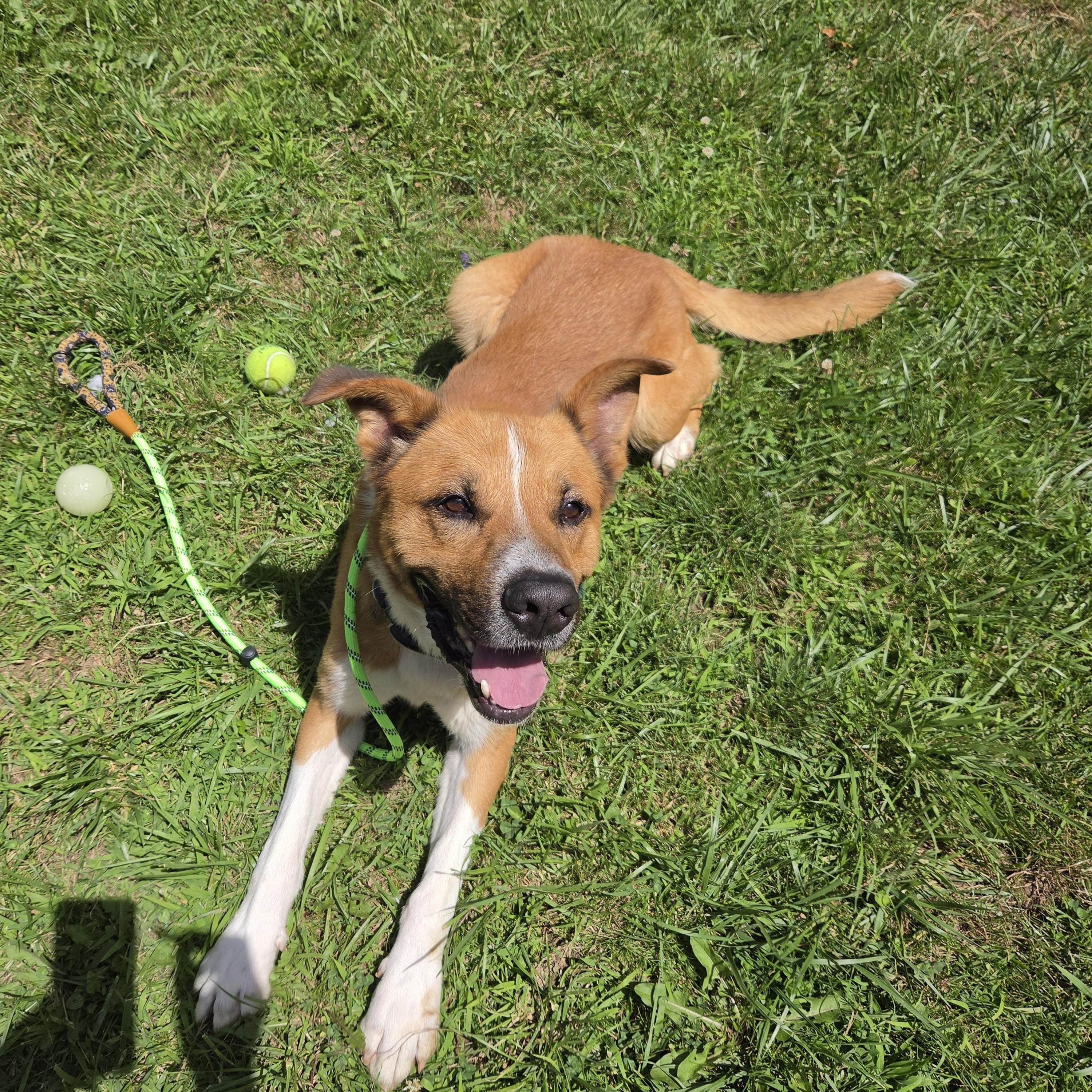 Enlarge Rufus, a Adoptable mixed breed in Medina, OH image 2/6