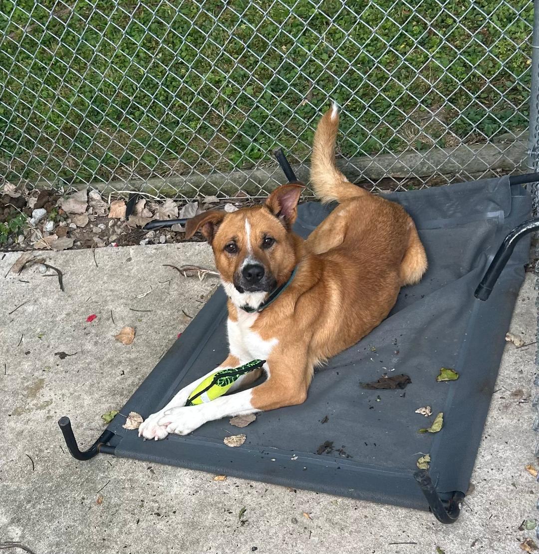 Rufus, a Adoptable mixed breed in Medina, OH image 3/5