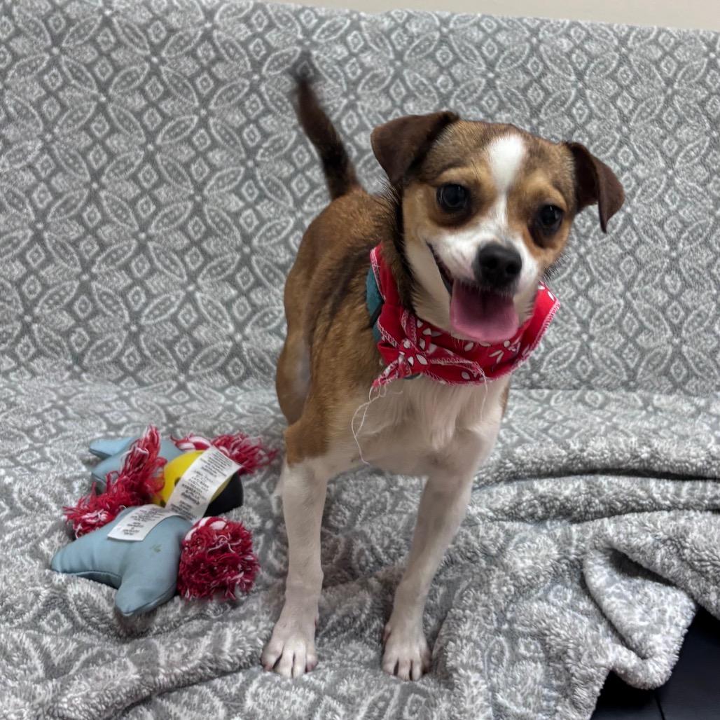 Enlarge Cha Cha, a Adoptable Chihuahua in Santa Barbara, CA image 2/5